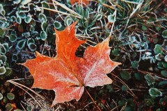Vintage Signed 8×12 Photo W. Beebe East Tennessee Fall Leaf