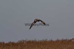 Short Eared Owl Photo, Pick One Image – Various Sizes