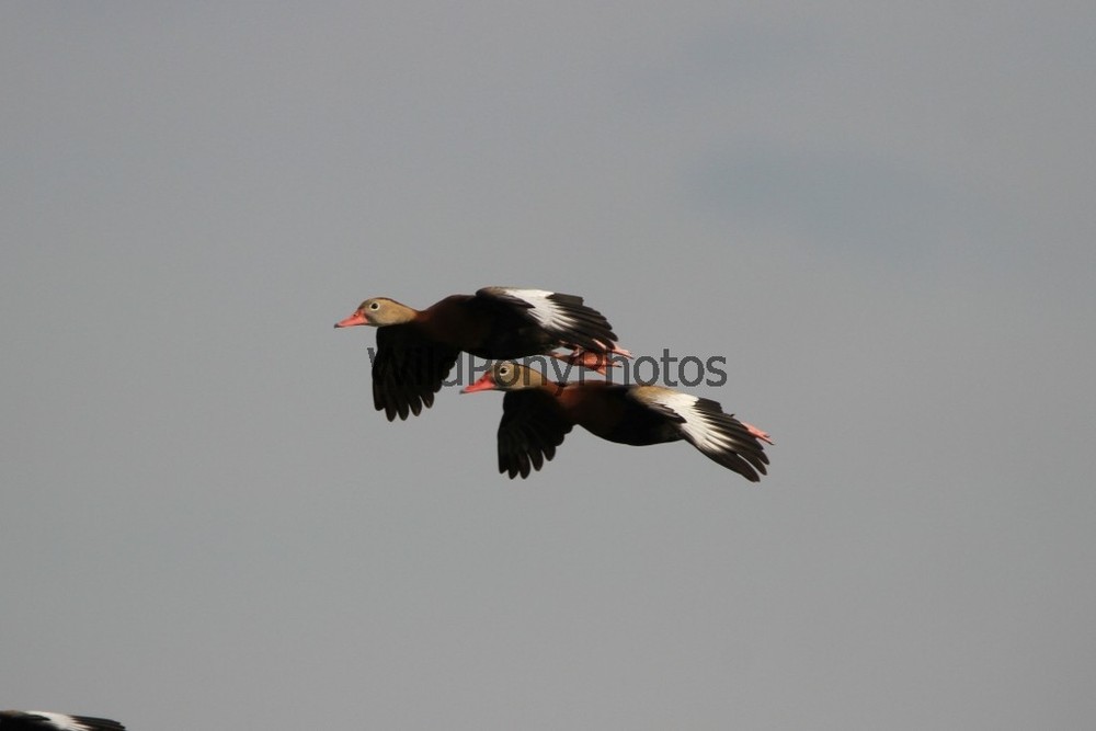 Black Bellied Whistling Duck Photo, Pick One Image – Various Sizes