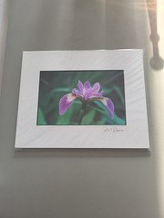 Photography Print By John T Slonina Matted 8×10 Close Up Of An Iris Flower