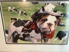John Hartung “ Cow Dog” Bulldog In Holstein Pasture Photo Numbered 28/250 Signed