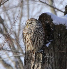 Digital Image Picture Pic Wallpaper Background /Barred Owl/Real JPEG Photo