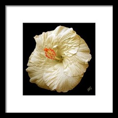 White Hibiscus Portrait 12″ x 12″ Fine Art Print Floral Garden Hawaiian Flower