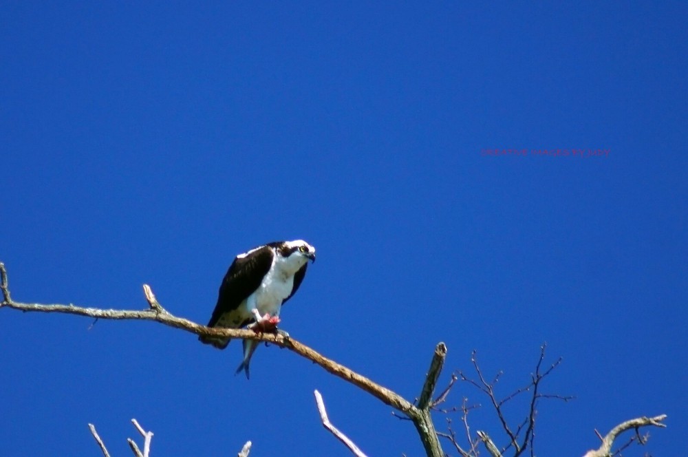«I Can’t Eat When You Are Staring» Osprey Wall Art