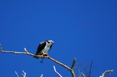 «I Can’t Eat When You Are Staring» Osprey Wall Art