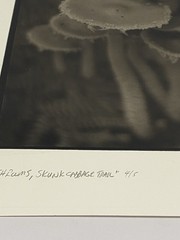 Jim Fitzgerald Mushrooms Skunk Cabbage Trail Signed Photograph Carbon Transfer