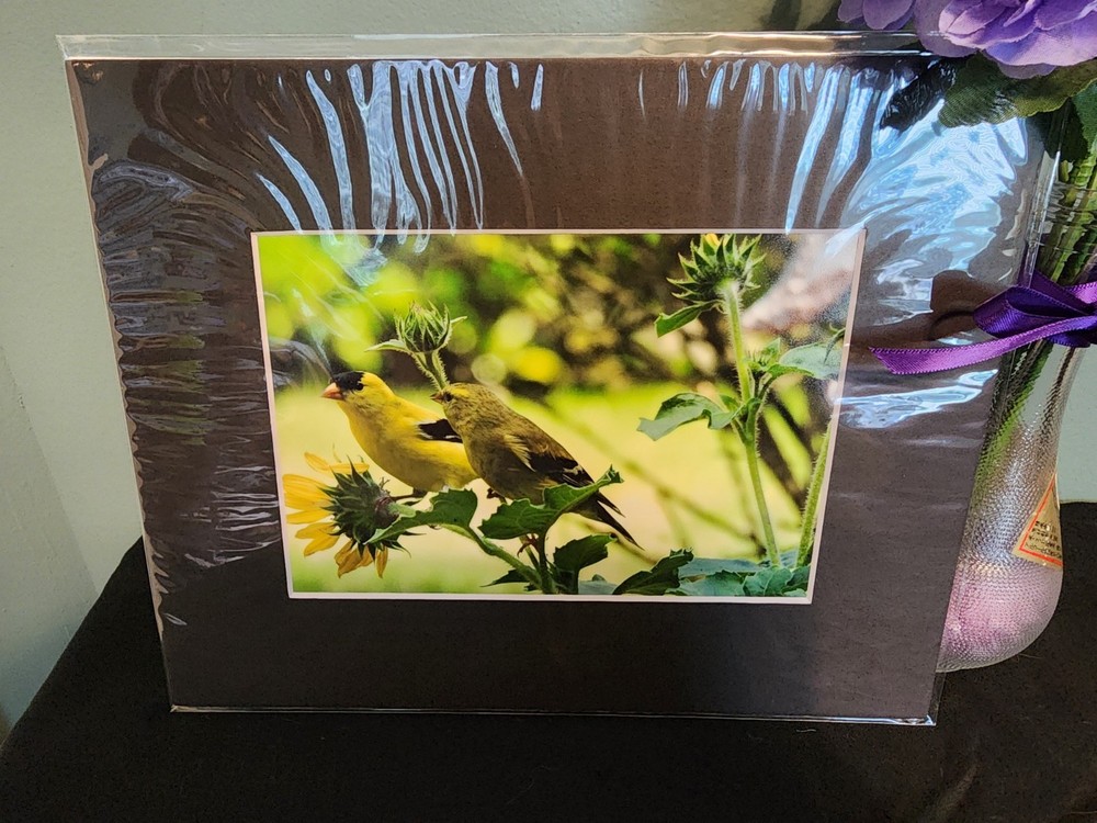 Matted Photography Couple of American Gold Finches Close Up, 8×10
