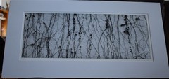 Michael A Smith Photography Signed «Vines on the Wall» Contact Print