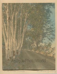 Full Dress Parade birch trees country road antique tinted photo Wallace Nutting