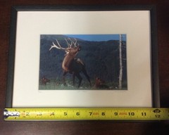Elk Harem Framed Number 9/500 Photo Print Signed Willie Holdman FoundArtShop