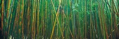 Peter Lik Bamboo 1.5M Photograph