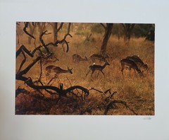 ERNST HAAS (1921 – 1986)