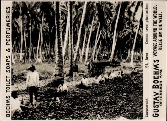 Photo Java Indonesia, Coconut Forest, Advertising Gustav Boehm’s Toilet Soaps – 11088427