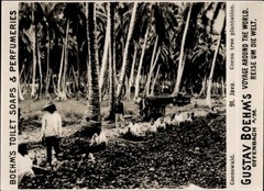Photo Java Indonesia, Coconut Forest, Advertising Gustav Boehm’s Toilet Soaps – 11088427