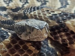 8 » x 10″ AZ Rhino Gaboon Viper Print Bluebonster-Art, Hand Signed, Framed
