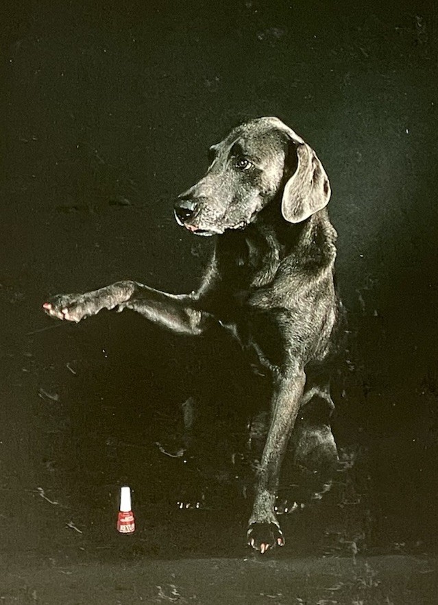 William Wegman – Fay Rey – Fotofolio Art Photo Print Card 1980s