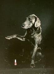 William Wegman – Fay Rey – Fotofolio Art Photo Print Card 1980s