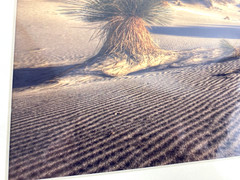 Professional Photograph Art Print White Sands, NM Matted Signed