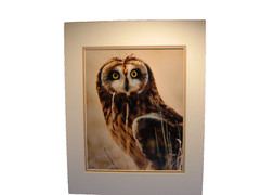 Warren Magill «Short Earred Owl» LTD ED Signed Color Photograph