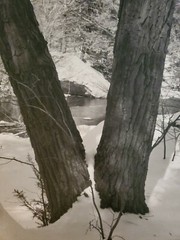 TWO TREES WINTER LG ORIGINAL SIGNED ART PHOTO B&W STETTNER VTG MATTE NJ CAMERA