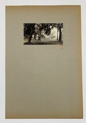 Signed Rudolf EICKEMEYER Southern Trees & Spanish Moss, 1921 Silver Print Photo
