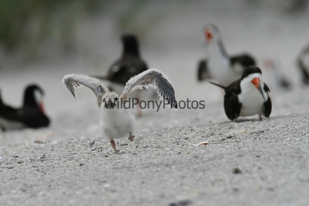 Skimmer First Flight Photo – Pick one Image – Various Sizes