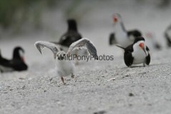 Skimmer First Flight Photo – Pick one Image – Various Sizes