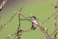 Hummingbird Photo, Pick One Image – Various Sizes