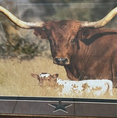 DAVID R STOECKLEIN Mother Child Texas Longhorn Signed Framed Photo 30.5″ x 41″