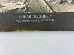 ANTIQUE AGRICULTURAL SHEARING SHEEP.SOUTH WALES, AUSTRALIA. TONED SILVER PRINT.