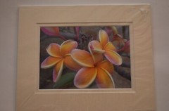 Set of (2) Hawaiian Flowers Orchid & Plumeria Photos By Michael Cheang