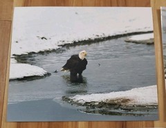 American Bald Eagle Print Pictures Lot of 3 Standing Nature Preserve Water 8×10