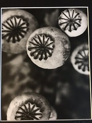 KRISTA ROSSOW SIGNED MODERN PHOTOGRAPHY MATTED OREGON ARTIST POPPY FLOWER NATURE