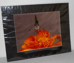 Butterfly on Flower Photo 8″ x 10″ in 11″ x 14″ Black Matte Signed by Kim Barry