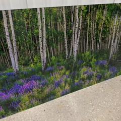 Peter Lik «Aspen Impressions» Trees 150cm (5 Feet Long) Recess Mount With COA