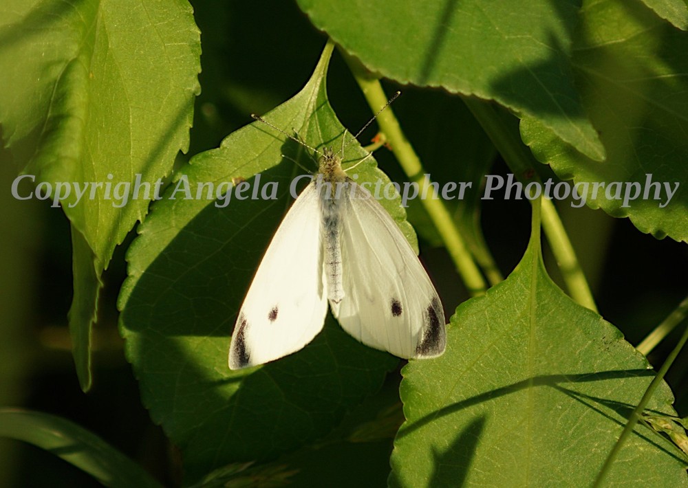 Original ACEO photo fine art print 2.5 x 3.5 inch SUNLIT CABBAGE WHITE BUTTERFLY