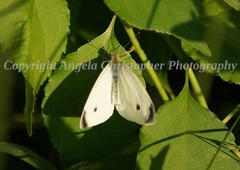 Original ACEO photo fine art print 2.5 x 3.5 inch SUNLIT CABBAGE WHITE BUTTERFLY