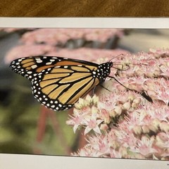 RonRLR-Designs Photographs By Wilbert Shaw Print Flower And Butterfly Beautiful