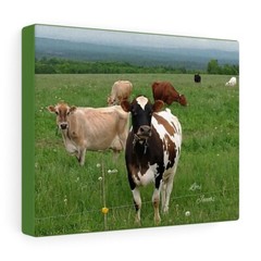 Cows in the meadow Canvas