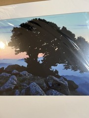 Matted Photo Tree of Life Sunrise Rocky Ridge Silhouette Kevin Fox Signed 2006