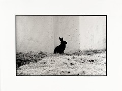 Uri Korn Vintage 2011 Year Of The Rabbit Photo-Silkscreen 17×22 Signed Stamped