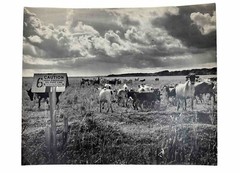 Vintage Large Black & White Photography Print Cattle Ranch Western Cowboys Rural