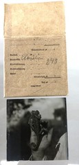 great antique original B/W Photo on Glass Plate – Chameleon – Asia Minor Circa 1910
