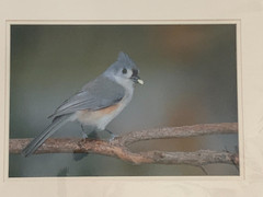 Bird Photographs NEW LARGE Set of 3 Signed Kingfisher Sparrow Tufted Titmouse??