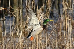 Mallard Duck Photo 1, Pick One Image – Various Sizes