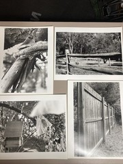 16 Prints black and white photography art Railroad Nature 8x10s