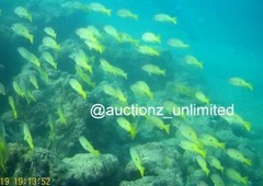 Digital Image Picture Photo Pic Andaman India underwater coral life scuba AND091