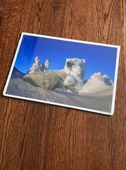 Signed Tom Soucek Polar Bear Cub Photograph Anchorage Alaska 8×12