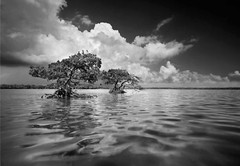 Clyde Butcher Gaskin Bay Everglades National Park Florida #5 22×34