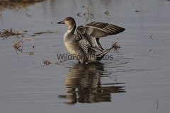 Pintails Photo 1, Pick One Image – Various Sizes